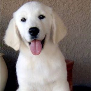 Meet your Posher, Dena